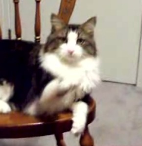Cat Waves Hello and Shakes Hand